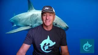 Shark Presentation to the Wildlife Conservation Network 2020