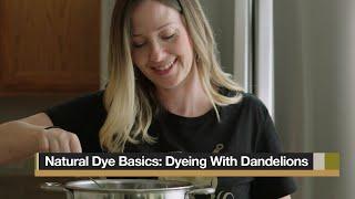 Natural Dye Basics: Dandelion Dye