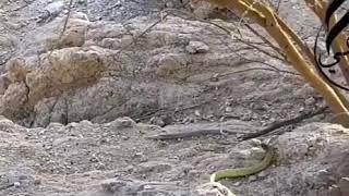 Snake cobra killed by a sniper without pity