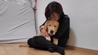 Guerrilla thunderstorm [Golden Retriever Japan]