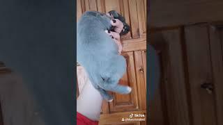Голубой щенок