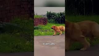 Golden Retriever's Compassionate Journey: Bringing Umbrella to Grandma