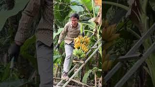 Thu hoạch Chuối Chín Cây #ẩmthựcdândã #food #huongviquehuong #fruit #amthuctaybac #amthuc #banana