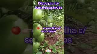 Melhor adubo para tomates horta organica no quintal - #vidanaroça #tomate #tomates