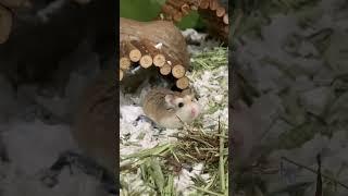 Cute hamster 