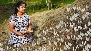 From Field to Feast! Picking Paddy Straw Mushrooms  and Creating Delicious Curry & Soup 