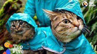 Adventure Cats Who Were Once Strays Have The Best Moms Now + Other Cat Rescues | The Dodo Top 5