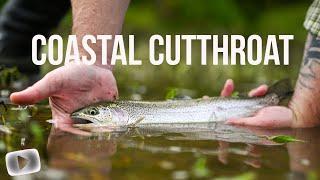 Coastal Searun Cutthroat Fishing - Learn how to catch Cutthroat - Washington State