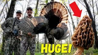 MOREL MUSHROOM & Wild Turkey Hunting PUBLIC LAND!