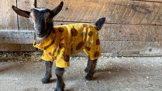 Baby goat pajama party!