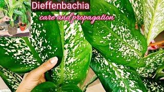 #Dieffenbachia#Dumb cane propagation, Multiply Dieffenbachia plant