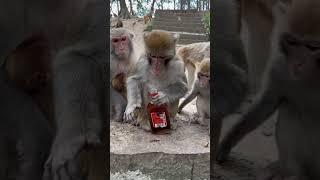 Drunk monkey . #pets #monkey #alcohol