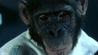 Ham, the First Chimpanzee in Space