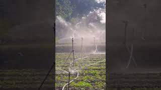 Sprinkler Irrigation: Advantages and Disadvantages 