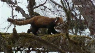 重返森林后 大熊猫交到的第一个伙伴——小熊猫《重返森林》【CCTV纪录】