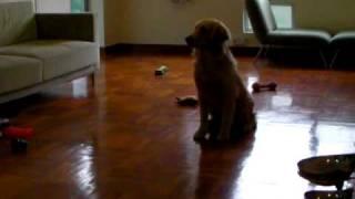 Preston 金毛尋回犬 Golden Retriever BY Dog Trainer Daniel PART 1