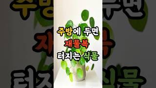 ‘이 식물’ 주방에 두면 재물복 터집니다 #재물운 #풍수 #운세