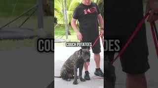 Cane Corso vs Presa Canario: Which Dog Is Right for You?