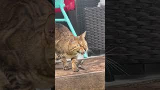 Our Bengal cat chattering.