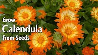 How to Grow Calendula or Pot Marigold from seed in Pots or a container 