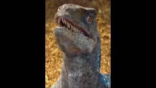 Velociraptor Blue, Charlie, Delta, Echo #velociraptors #velociraptor #raptors #raptor