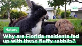 Hopping mad: Why are Florida residents fed up with these fluffy rabbits?