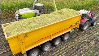 Maize Silage on Largest Dairy Farm in Holland | HUGE 75m3 4-axle Push-off Trailers | Van Bakel