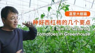 5 Tips for Growing Tomatoes in Greenhouse