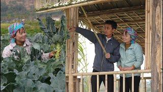 The Journey of Tieu Lan and CEO Adam: From Cauliflower Field to Happy Home! | Lý Tiểu Lan