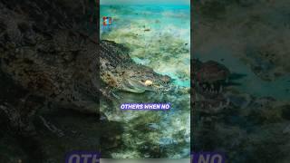 Why Corrupt Officials Are Called Crocodiles — Symbolism & Psychology #shorts #facts #animals