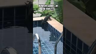 Watch This AMAZING Monitor Lizard swim in our Pool in Phuket, Thailand #travel #thailand #shorts