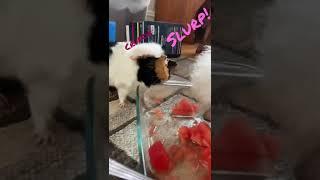 Clemmy the Guinea Pig Sharing Watermelon with my Brother Benny (Animal ASMR)