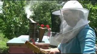 Powdered sugar a good test and treatment for bee mites