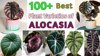 100 + ALOCASIA Plant Varieties | ALOCASIA SPECIES | Plant and Planting