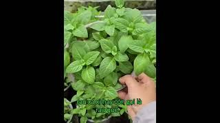 Những loại rau mùa mưa vẫn xanh tốt, đáng để trồng nha #vuonsaigonvn #trongrausach #trongraumuamua