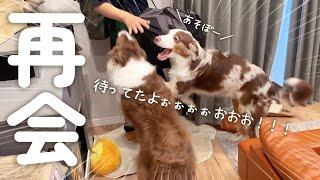 修学旅行から帰ってきたお兄ちゃんと再会した犬達の反応が愛おしすぎた・・・