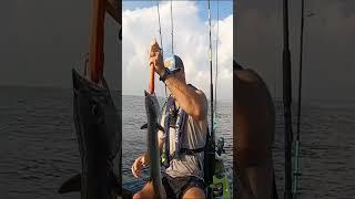 Shark Bait Squirts Blood! #fishingmethods #offshore #fishing #kayakfishing #king #closecall