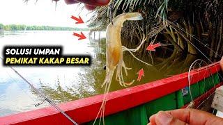 Umpan Anak Udang Galah Untuk Mancing Ikan Kakap Barramundi, Jenaha, GT, & Kerapu