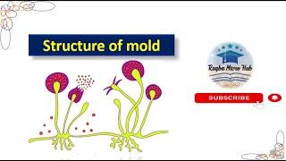 structure of mold, #mold #mycology #lecture