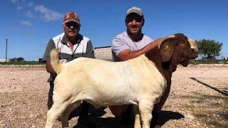 Boer Goat