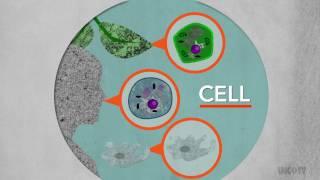 Cell Structure | Sci NC