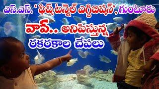 Fish Exhibition in Guntur | SS Under Water Fish Tunnel Exhibition |Gunta Grounds | D mart |Sri Waves