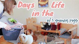 Days in the Life of 5 Guinea Pigs