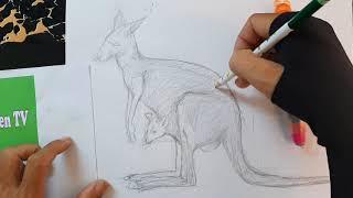 How to Draw a Kangaroo step by step | Pencil Art | MitGreen TV