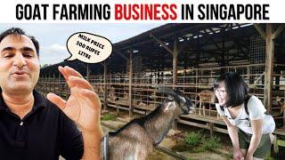 Singapore Ke Bakri Farm Jaa Rha hu |Indian in Singapore #farming #farmer #dairy