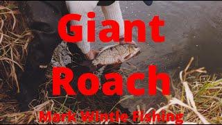 Giant Roach