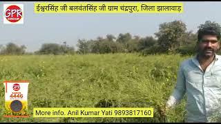 GPR GROUP सरसों की बेस्ट वेरायटी, #4446 Mustard Best Variety