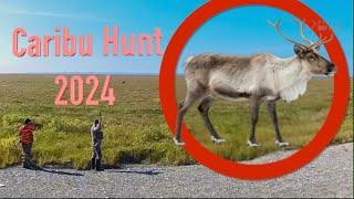 Hunting Caribou on the haul road 2024! #bowhunting #caribou