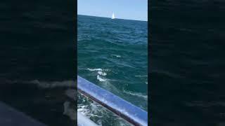 Extreme Thrill - Seadg Cruise In Chicago