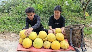 The homeless boy and the poor girl install locks on their house and pick grapefruits to sell